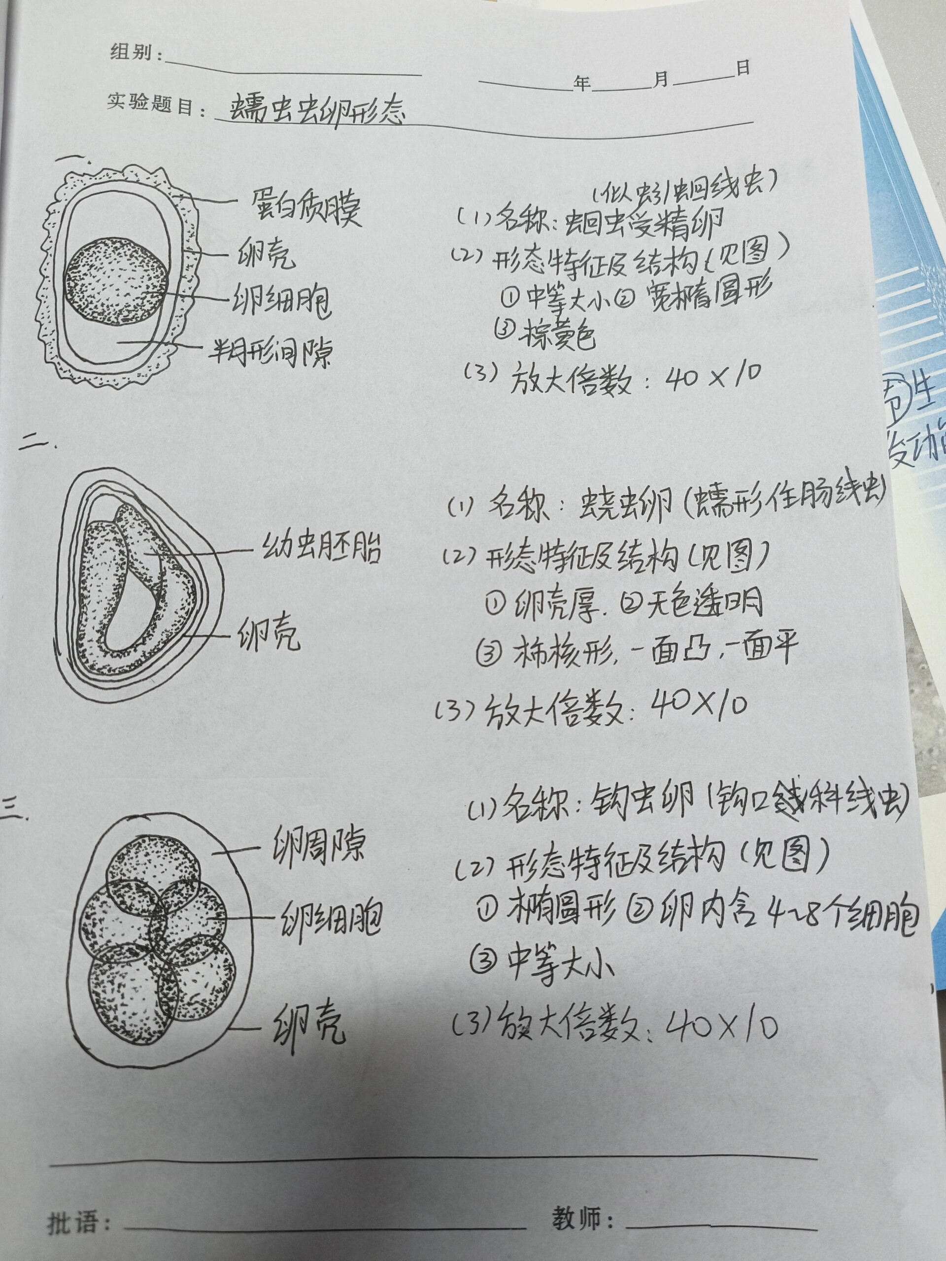 虫卵大全图解图片