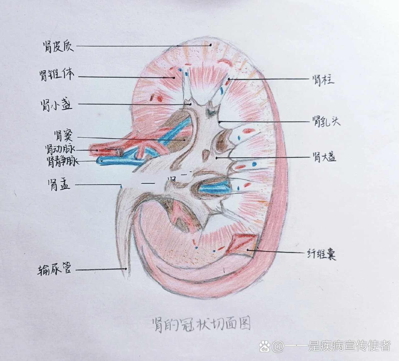 冠状切面图片