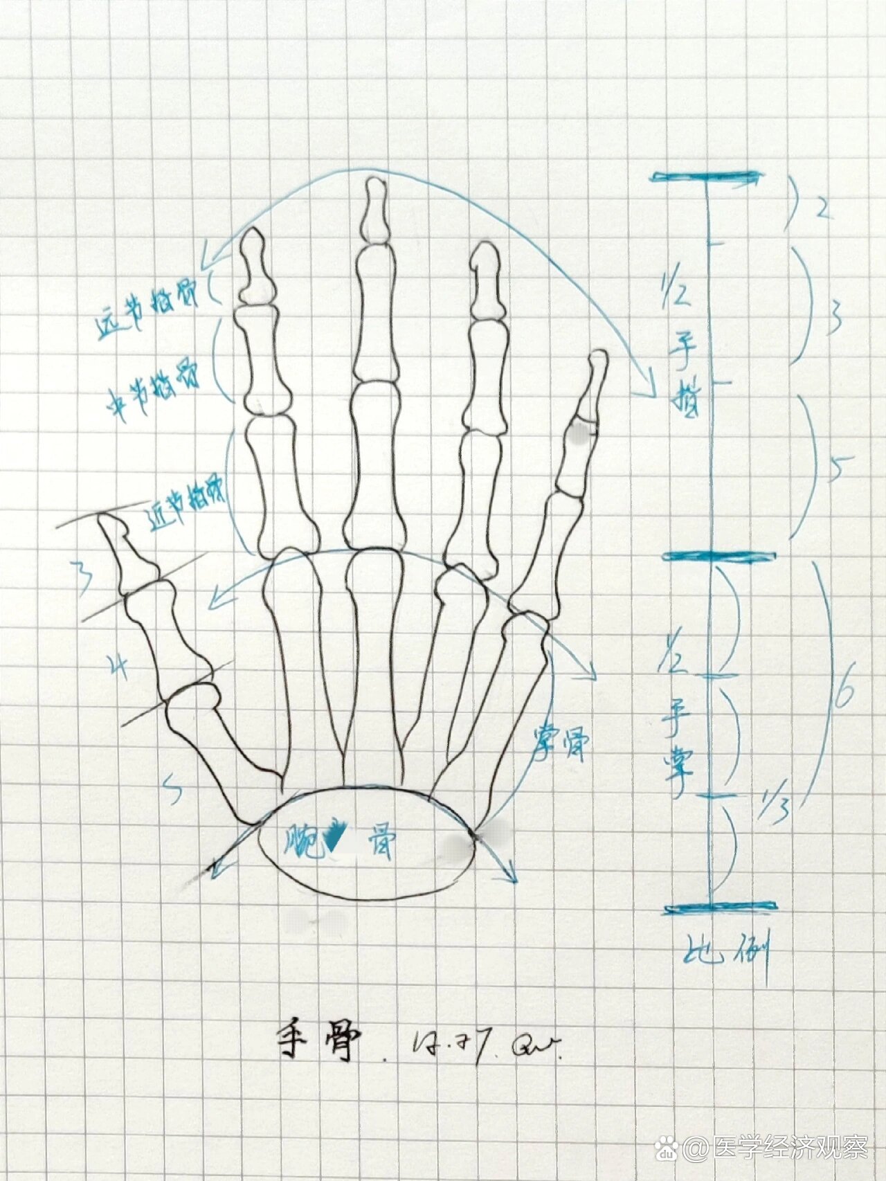 人体骨骼