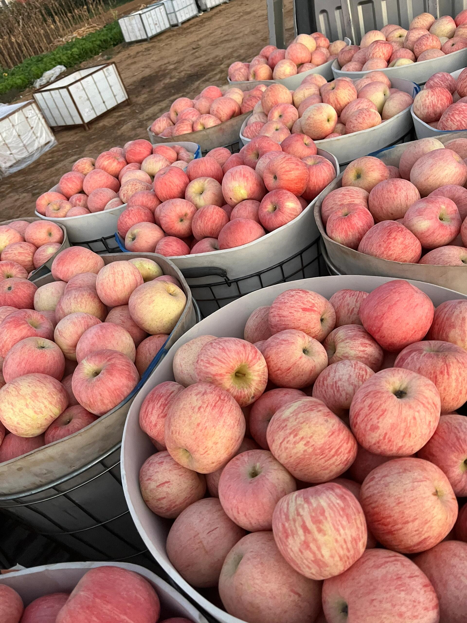 红富士苹果滞销中
