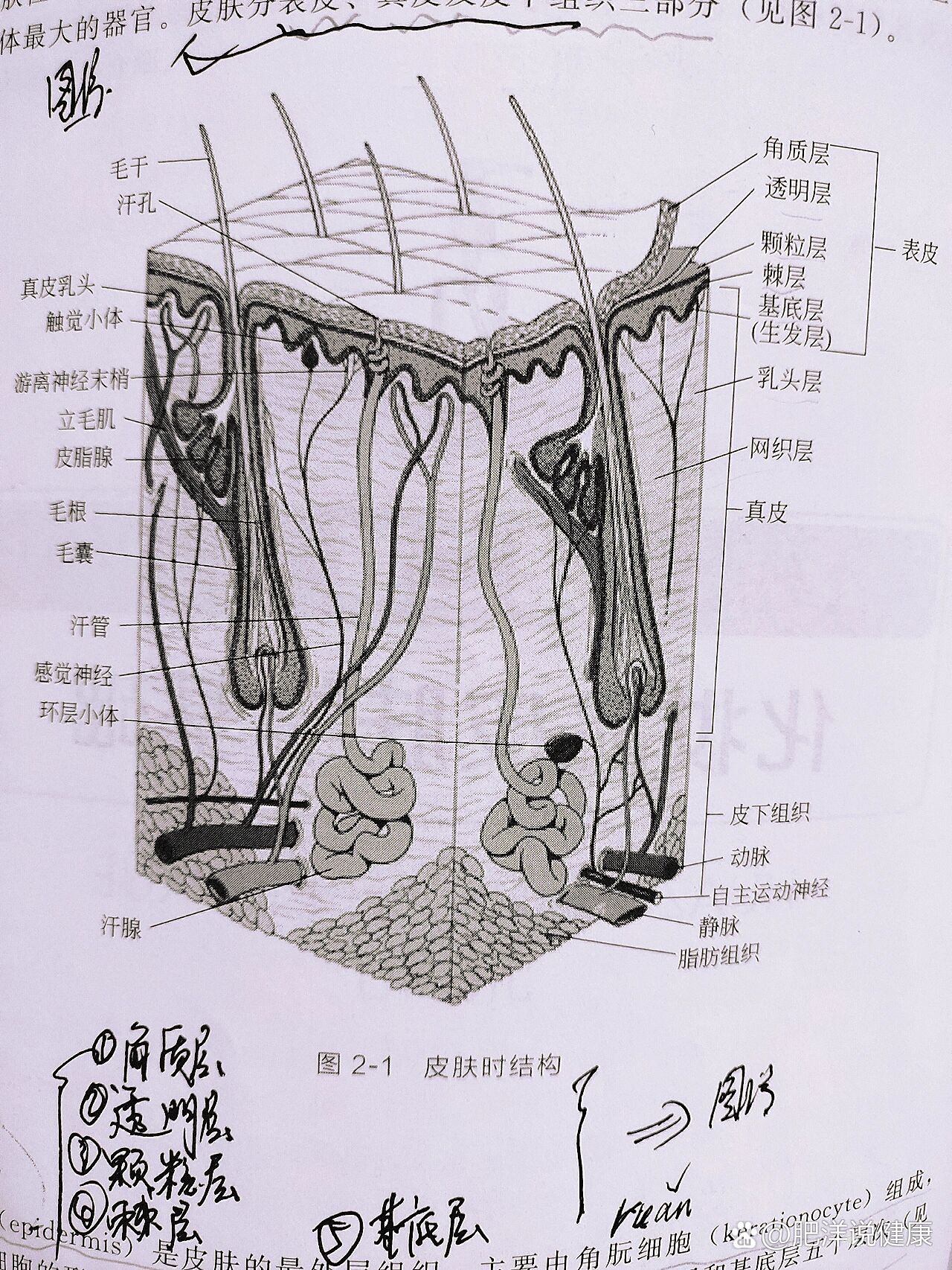 皮肤结构图简笔画图片