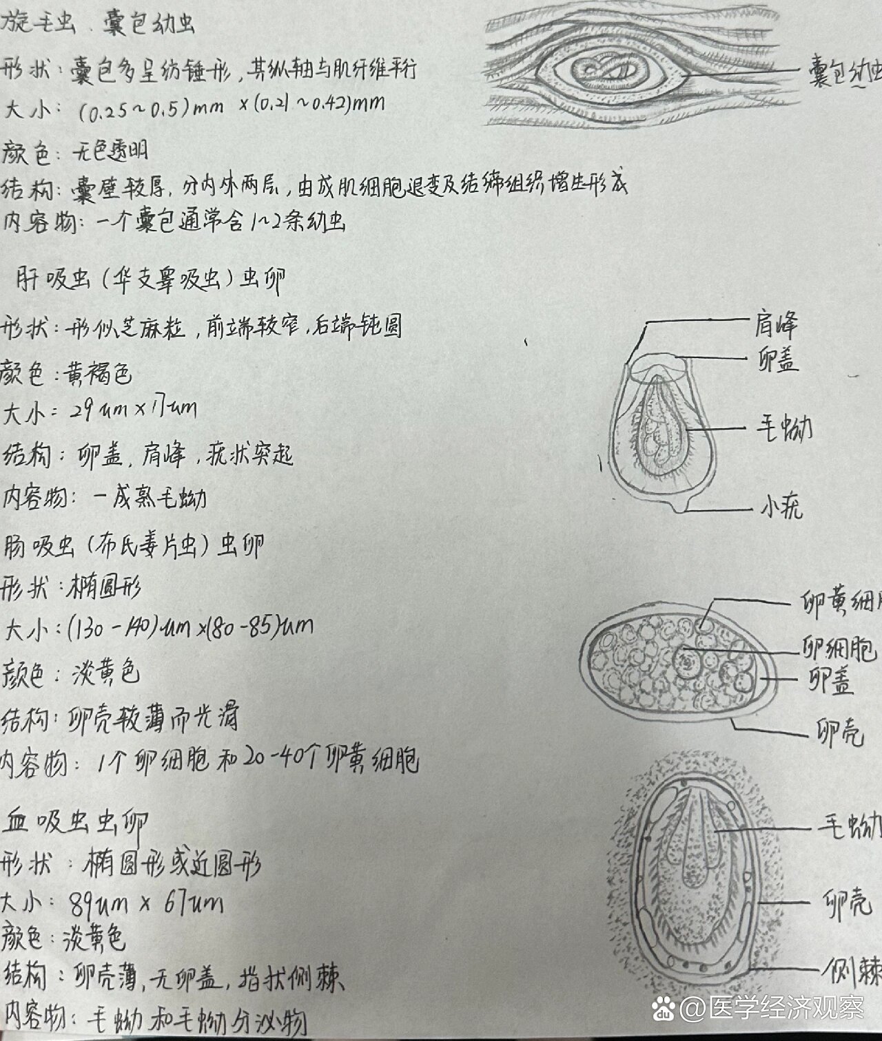 羊肺线虫卵手绘图图片