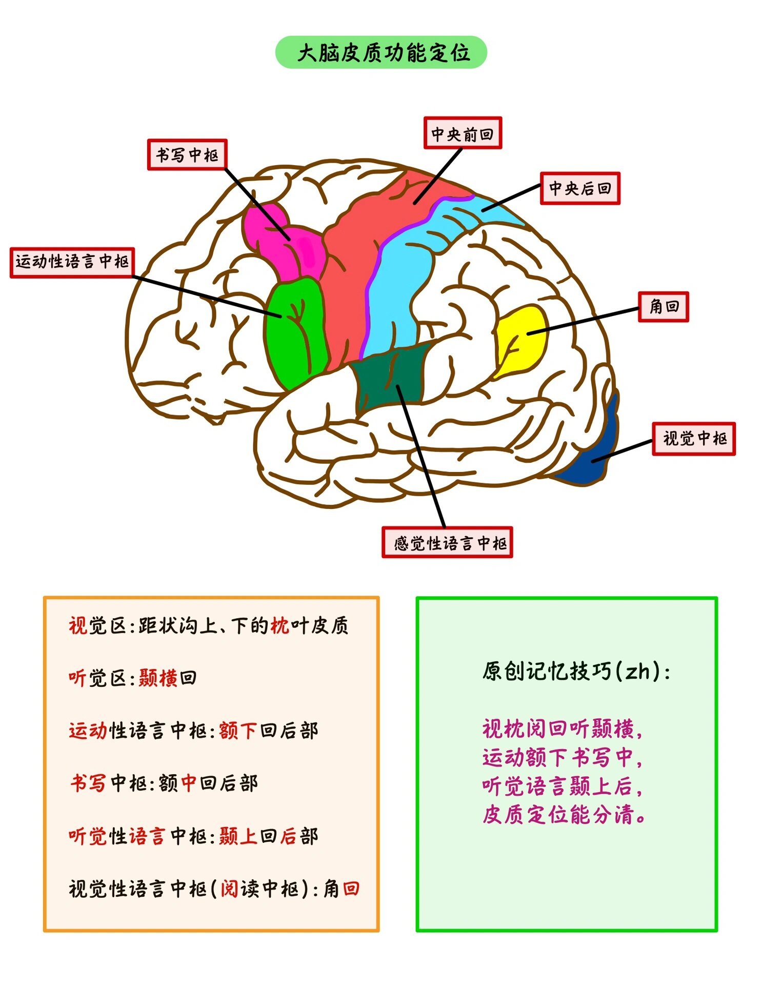 解剖学:大脑皮质功能定位🧠