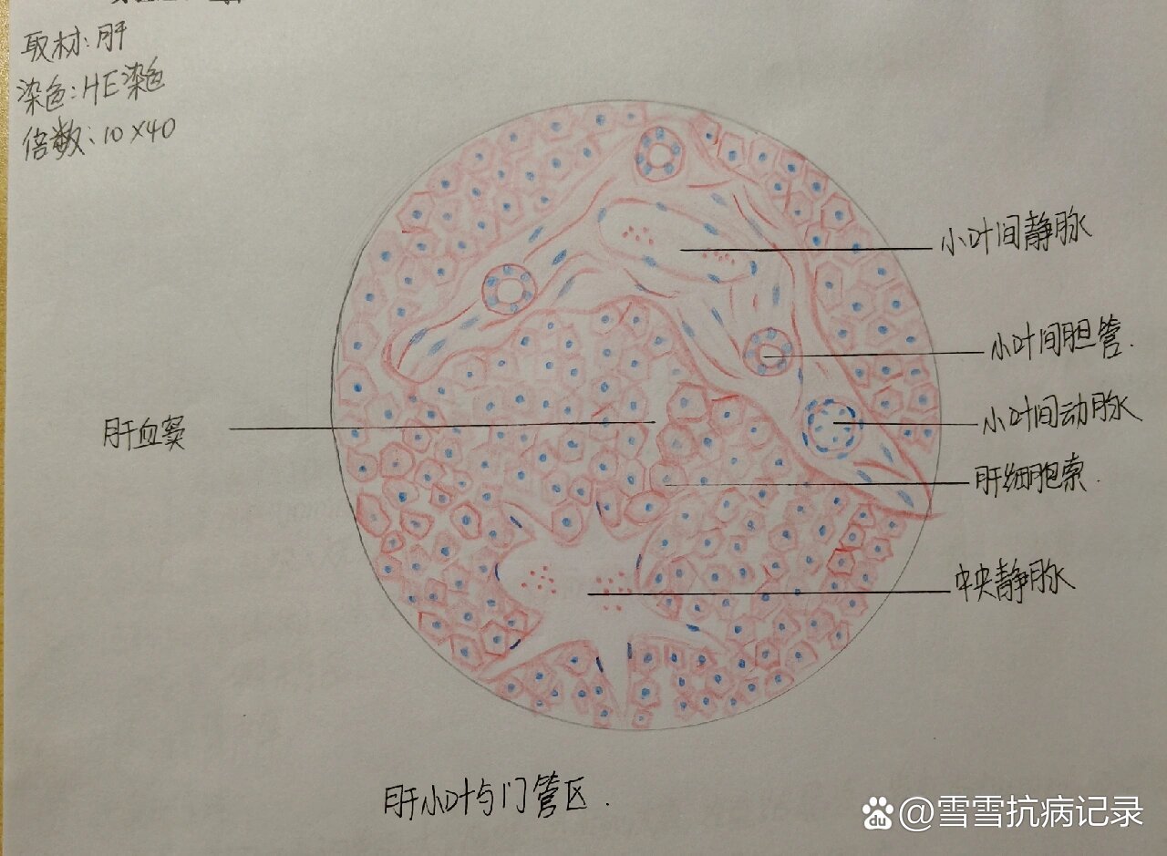 肝小叶手平面手绘图图片