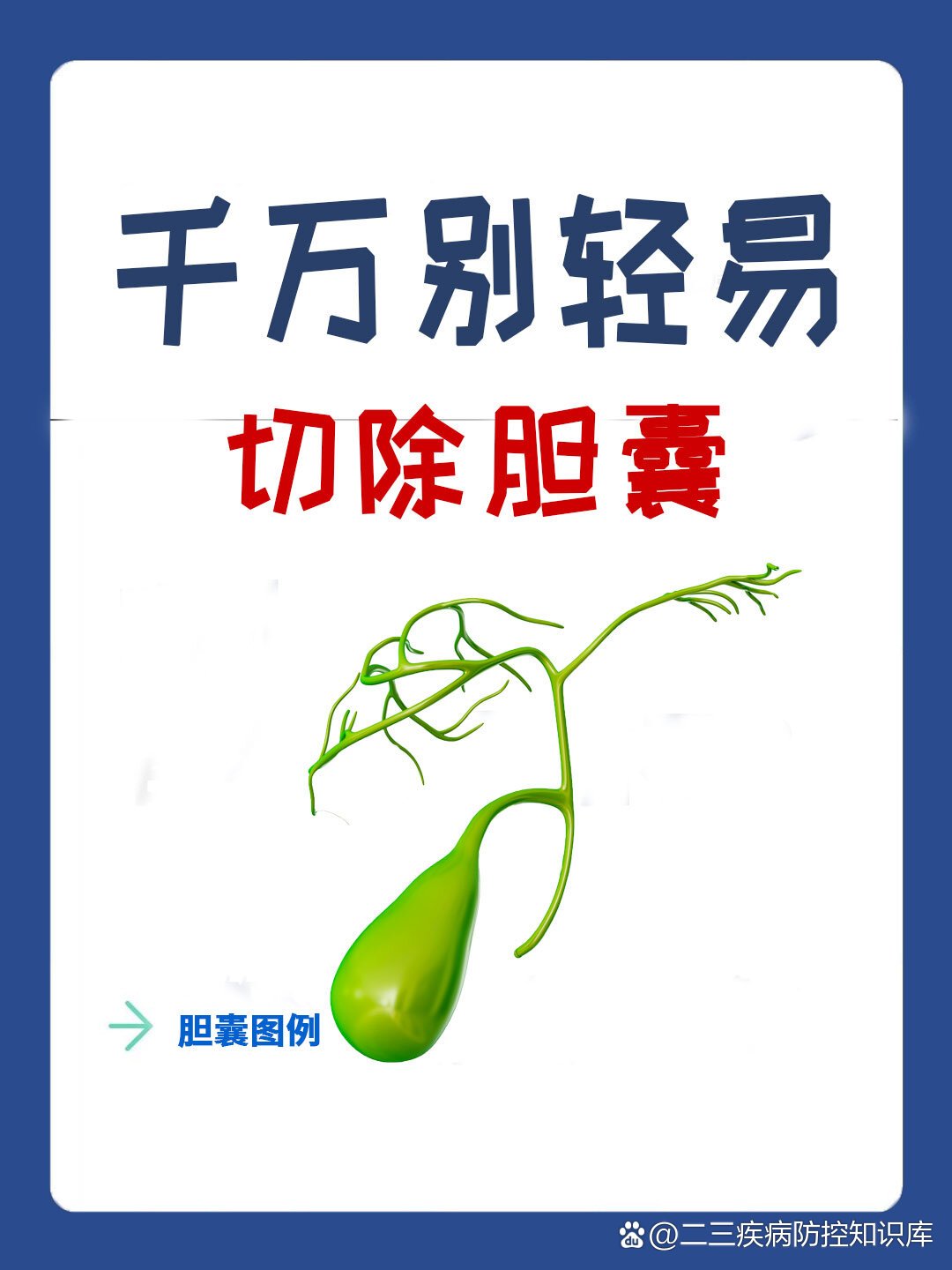 胆囊的功能和作用!