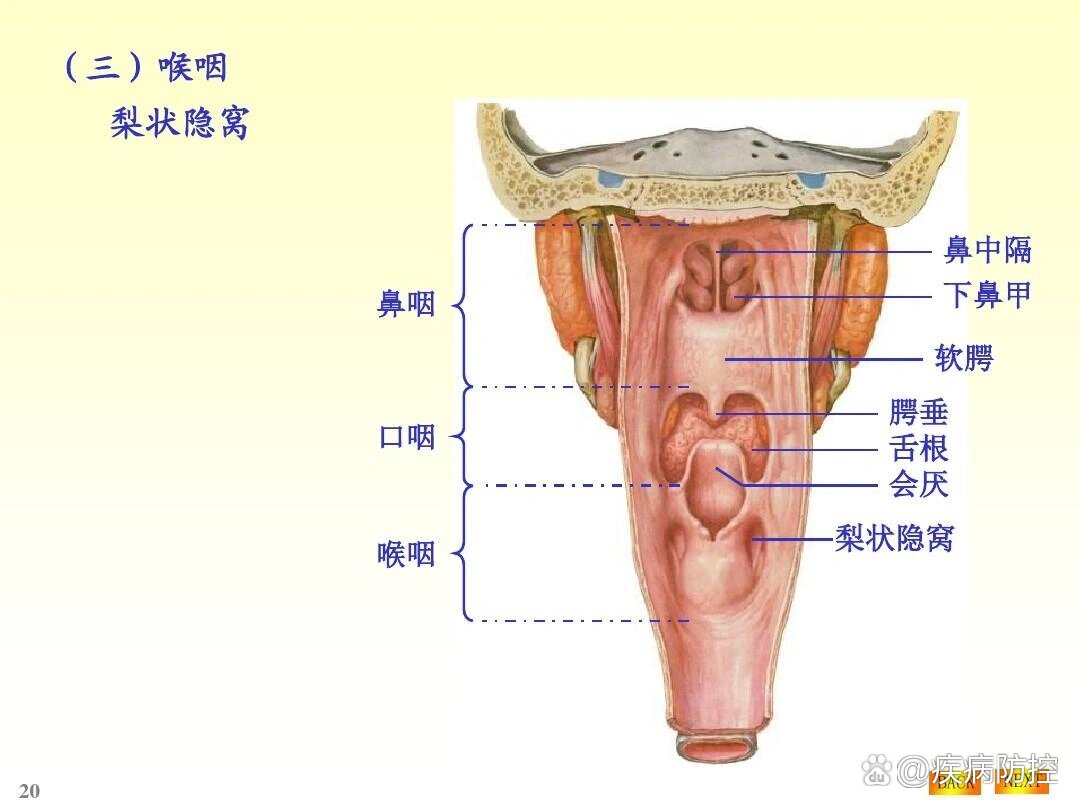 梨状孔位置图片