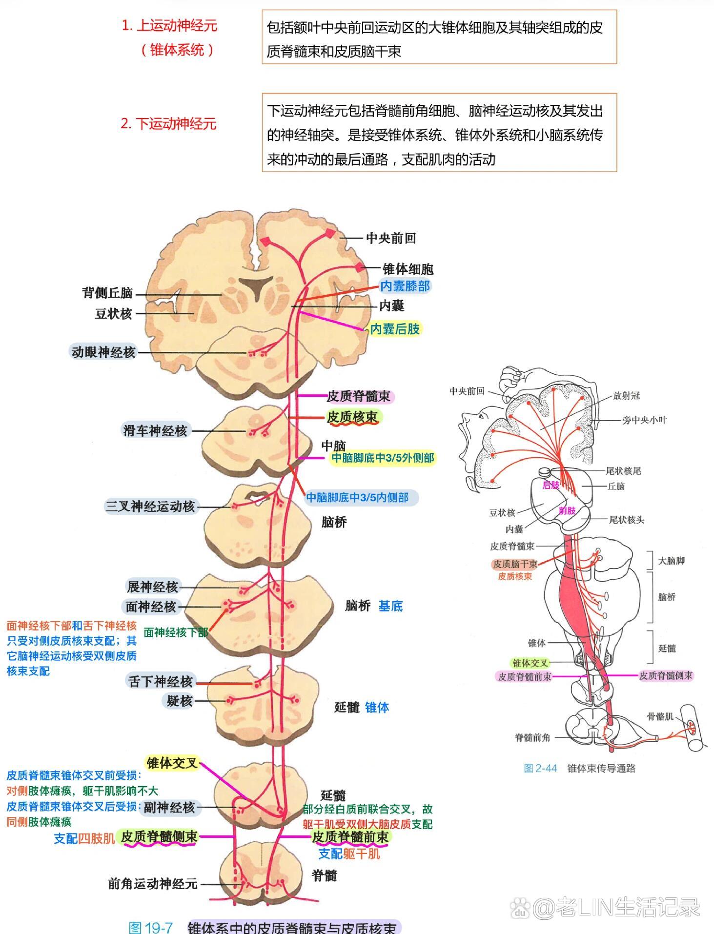 解剖总结