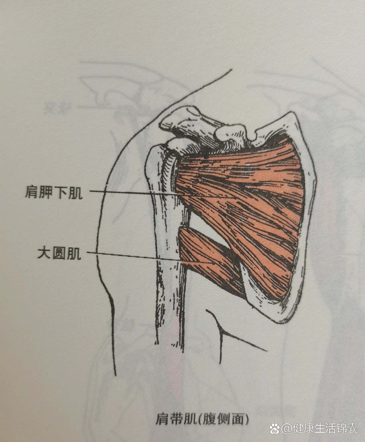 大圆肌的位置图片图片