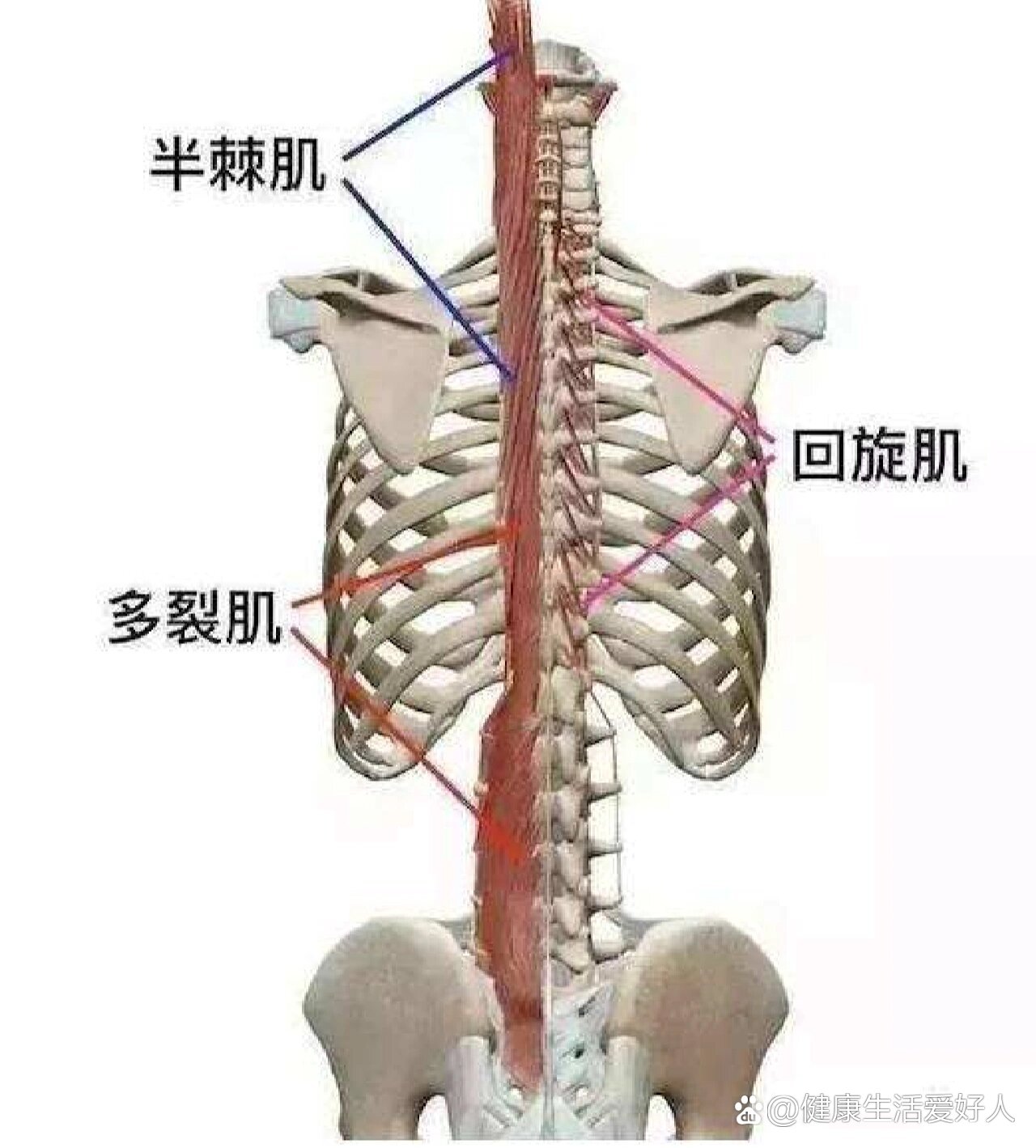 椎旁肌肉解剖图片