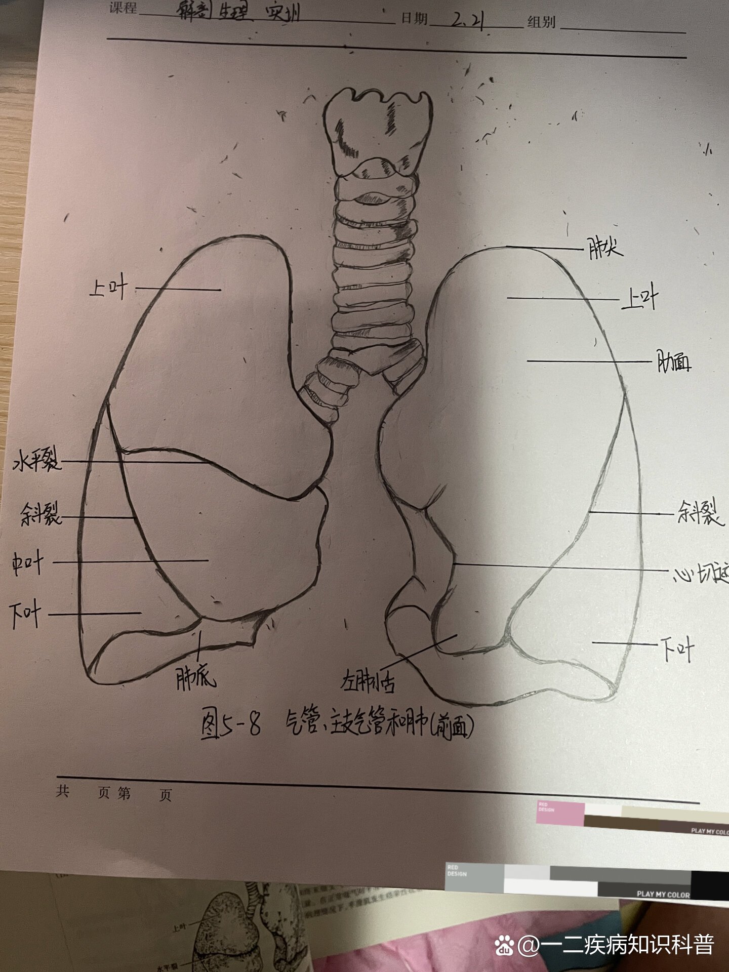 肺支气管结构图片