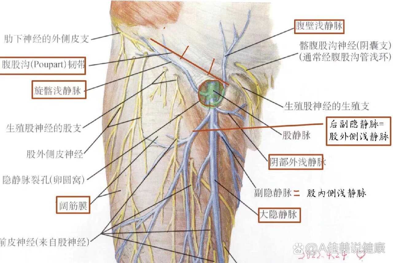 局部解剖学