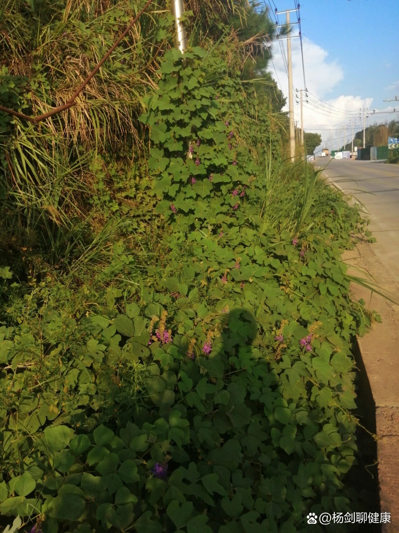 药食同源植物葛藤(葛根)