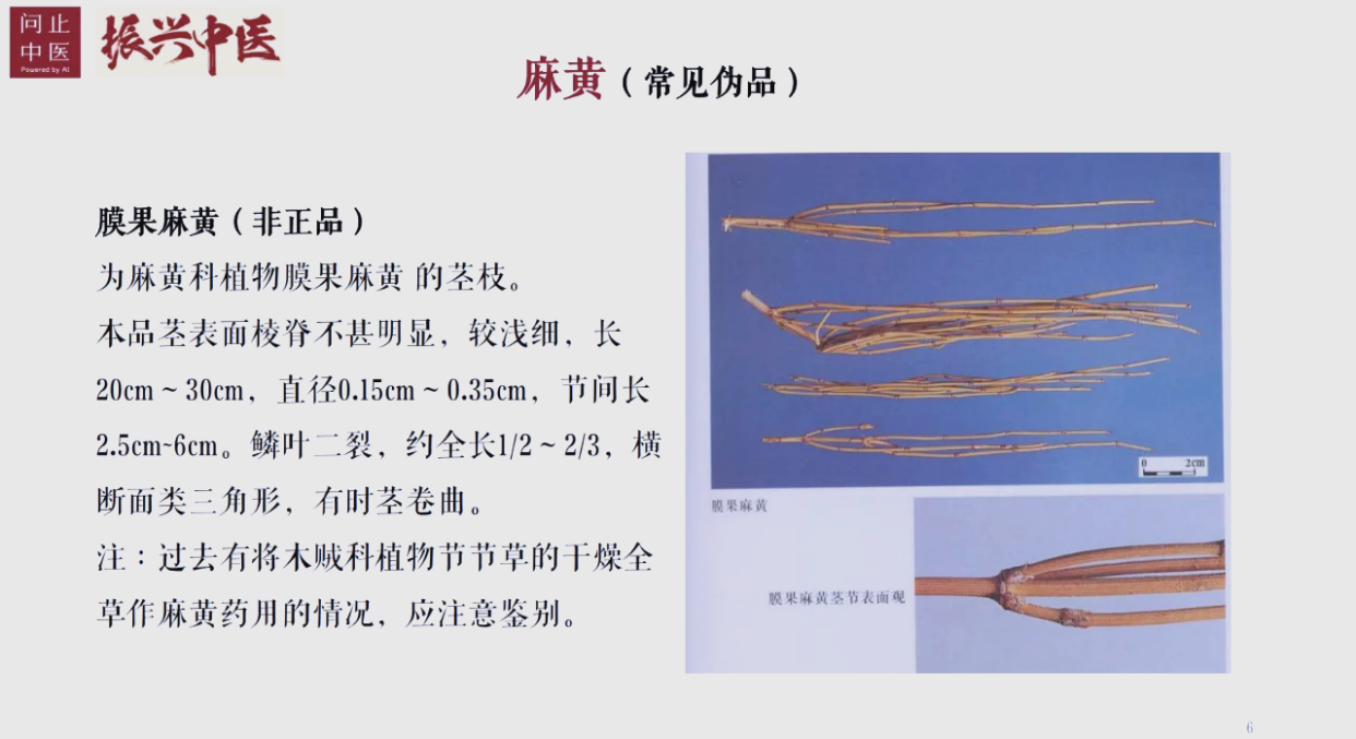 麻黄科植物草麻黄、中麻黄、木贼麻黄的鉴别