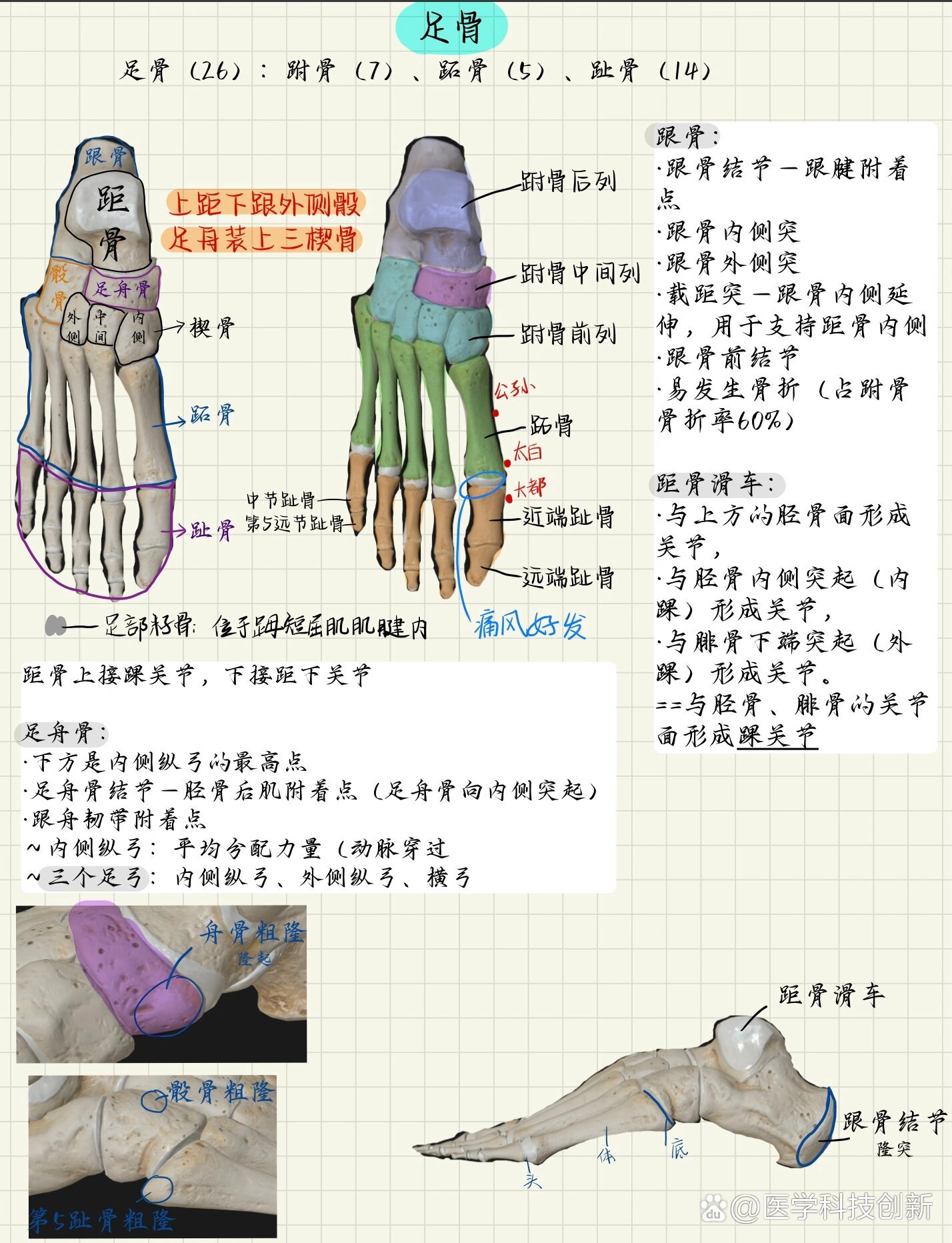 脚的各个骨头详细图图片