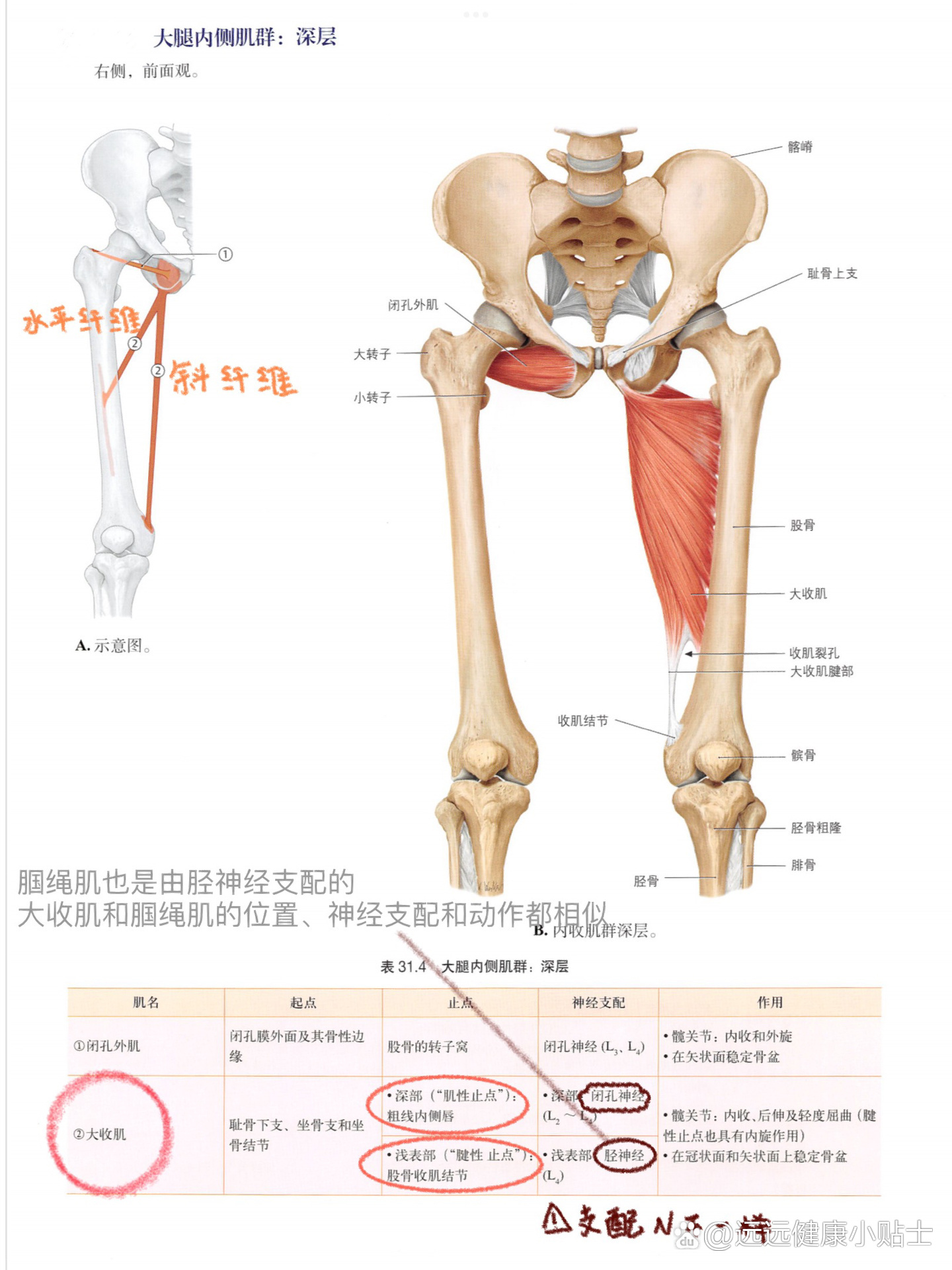 肌肉:髋关节内收肌