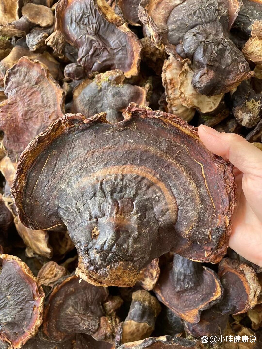 野生松杉灵芝灵芝中的顶级品👍高原高海拔野生生长,拥有独特类似