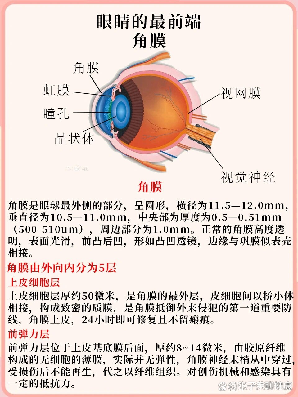 正常人的眼角膜图片图片