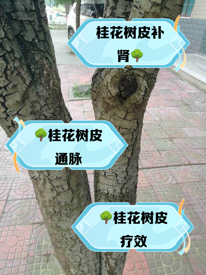 桂花树皮的功效与作用