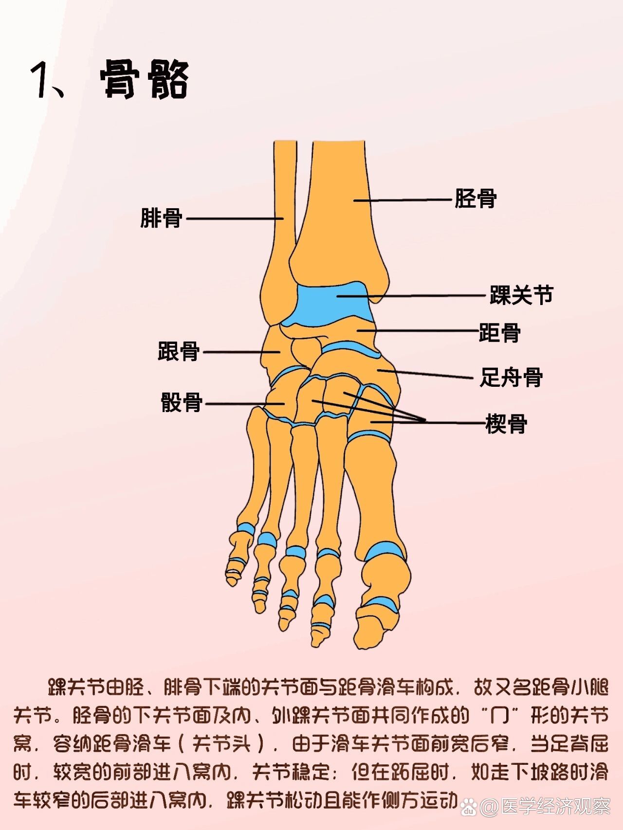 脚踝部位图解图片