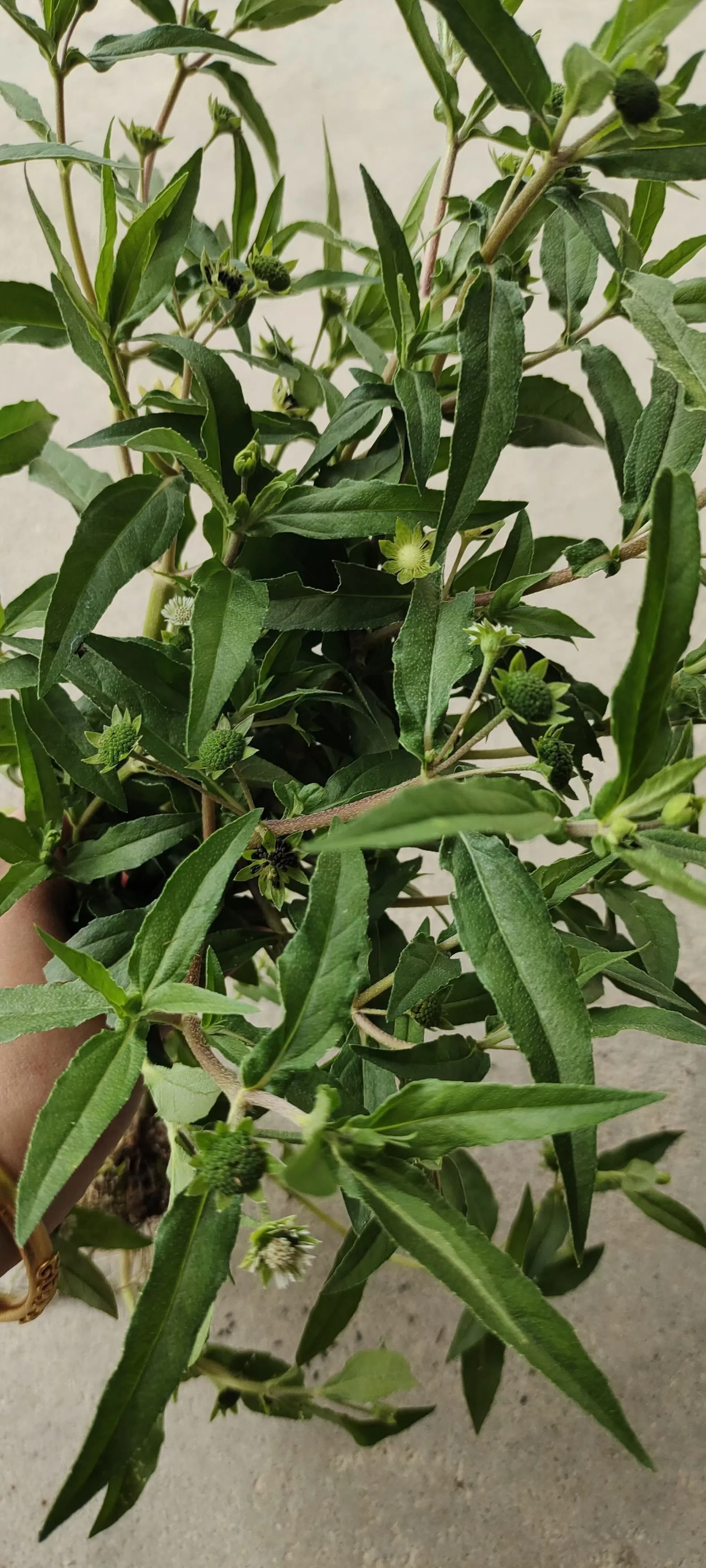 中草药认识——墨旱莲