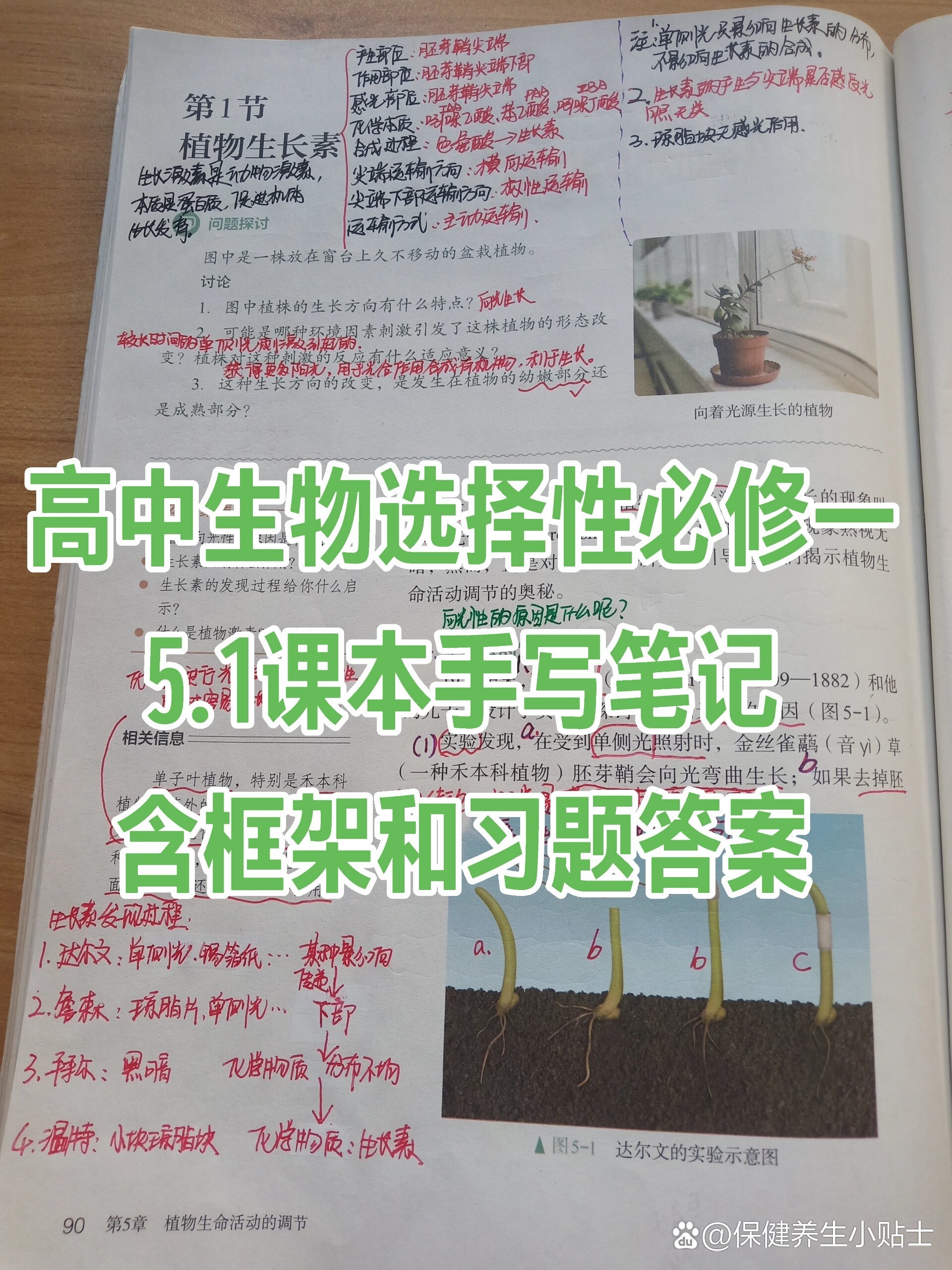 温特植物生长素实验图片