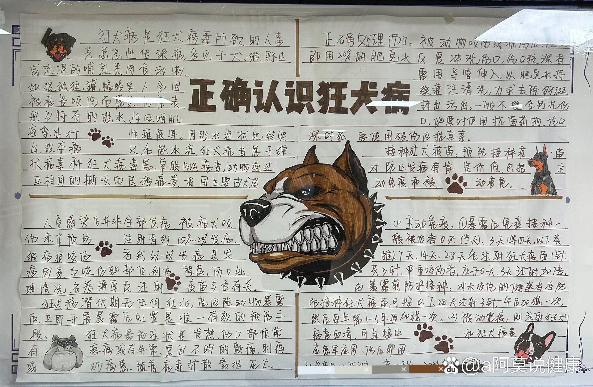 预防狂犬病手抄报