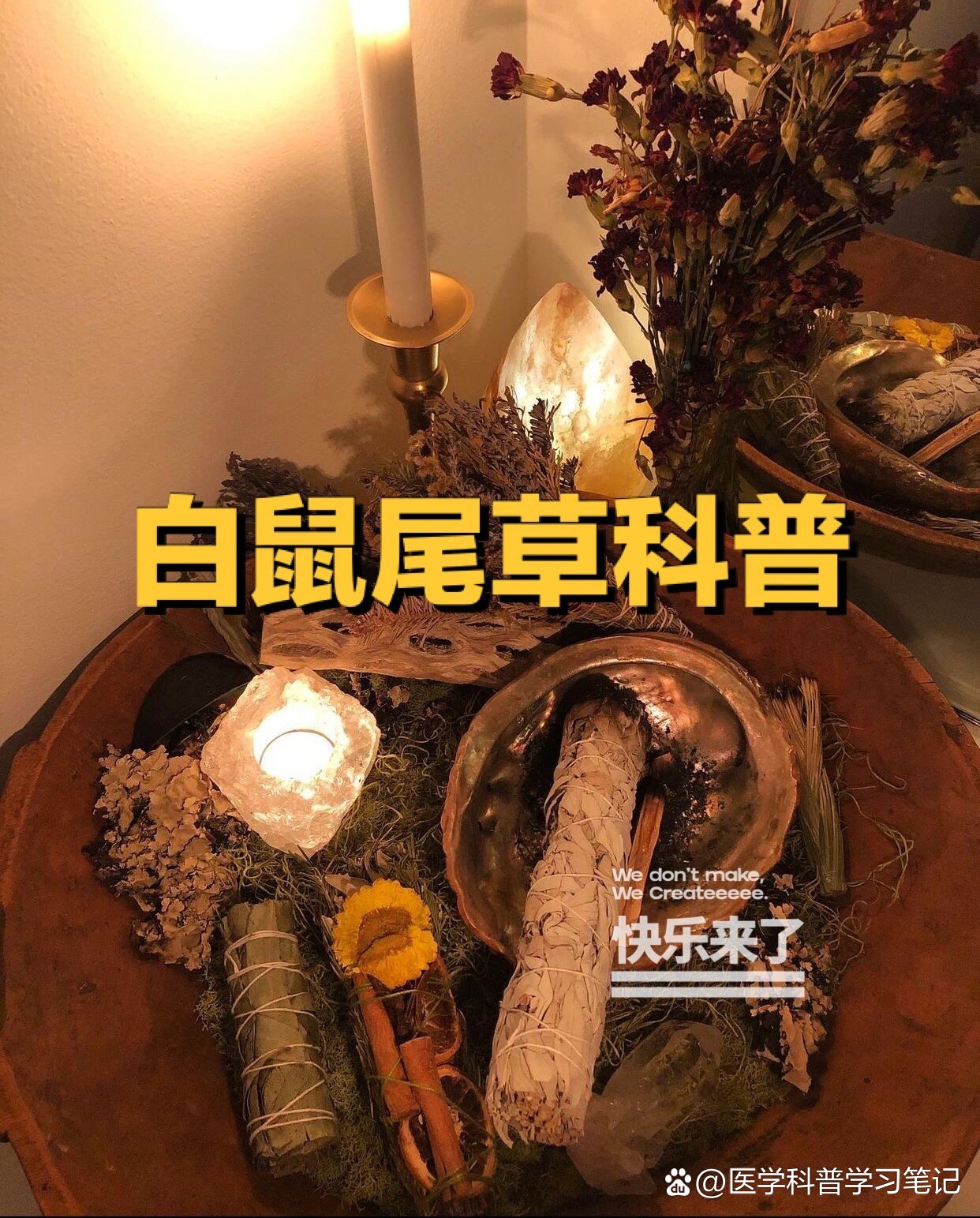 加州白鼠尾草致幻图片