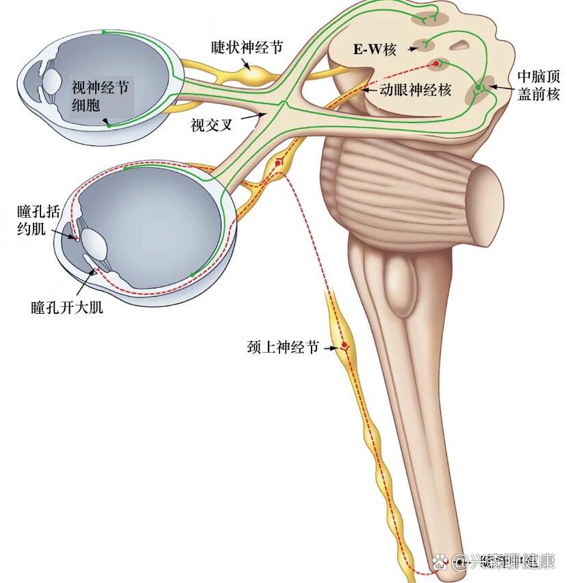 睫脊反射图片