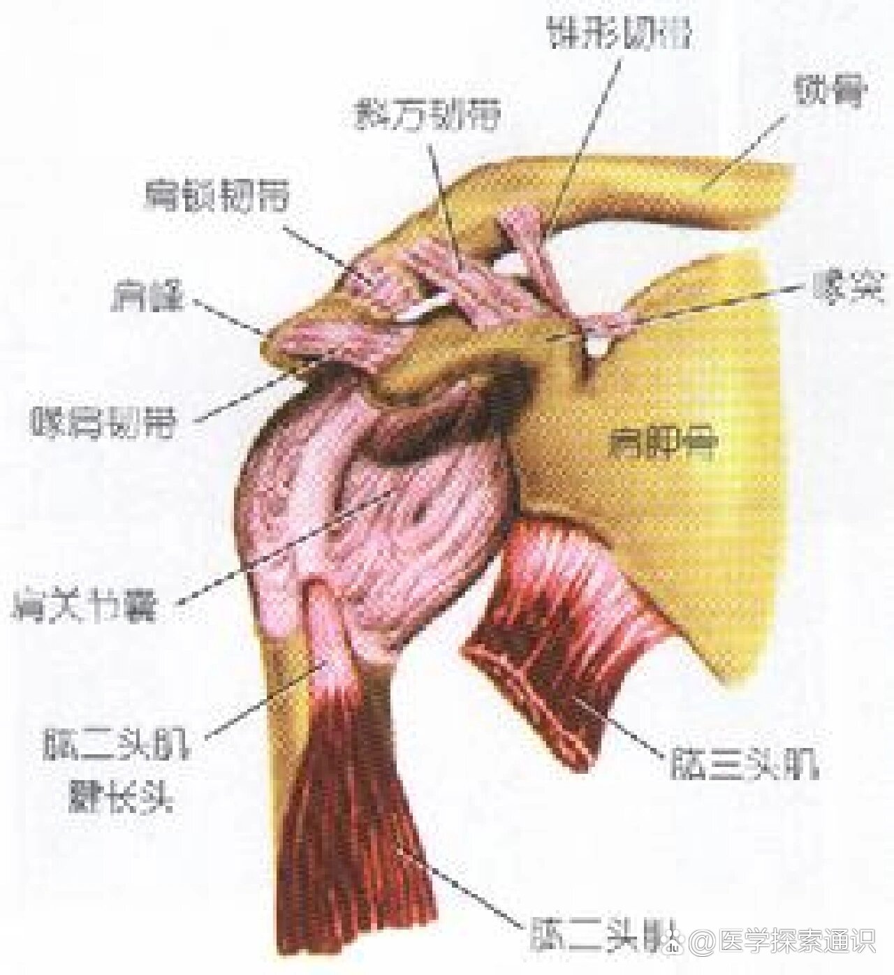 由肩胛骨的关节盂和肱骨头构成