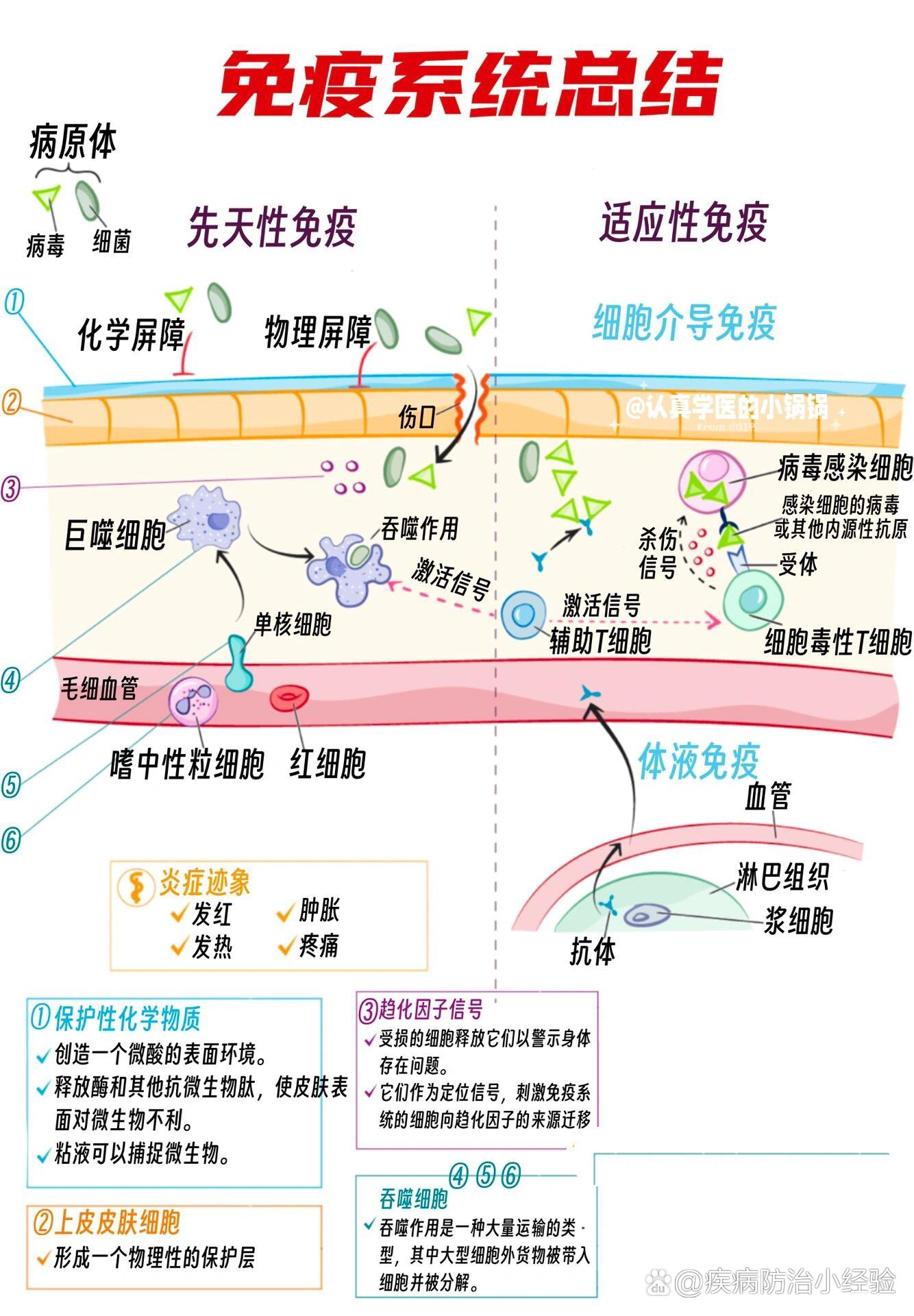 我们的免疫系统如何保护我们?