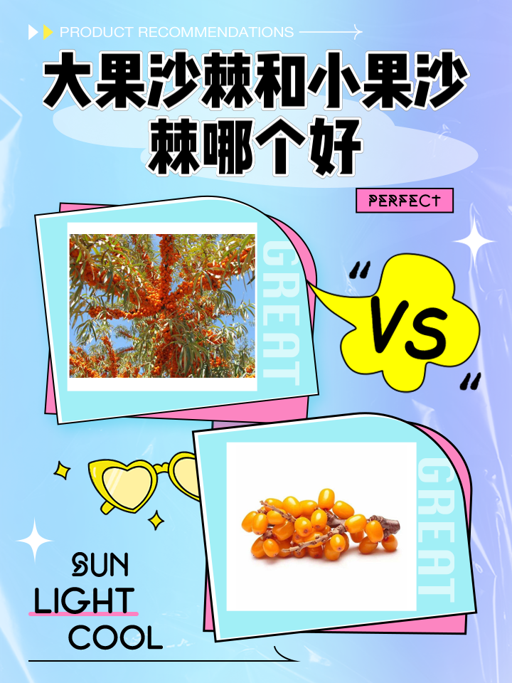 大果沙棘和小果沙棘哪个好