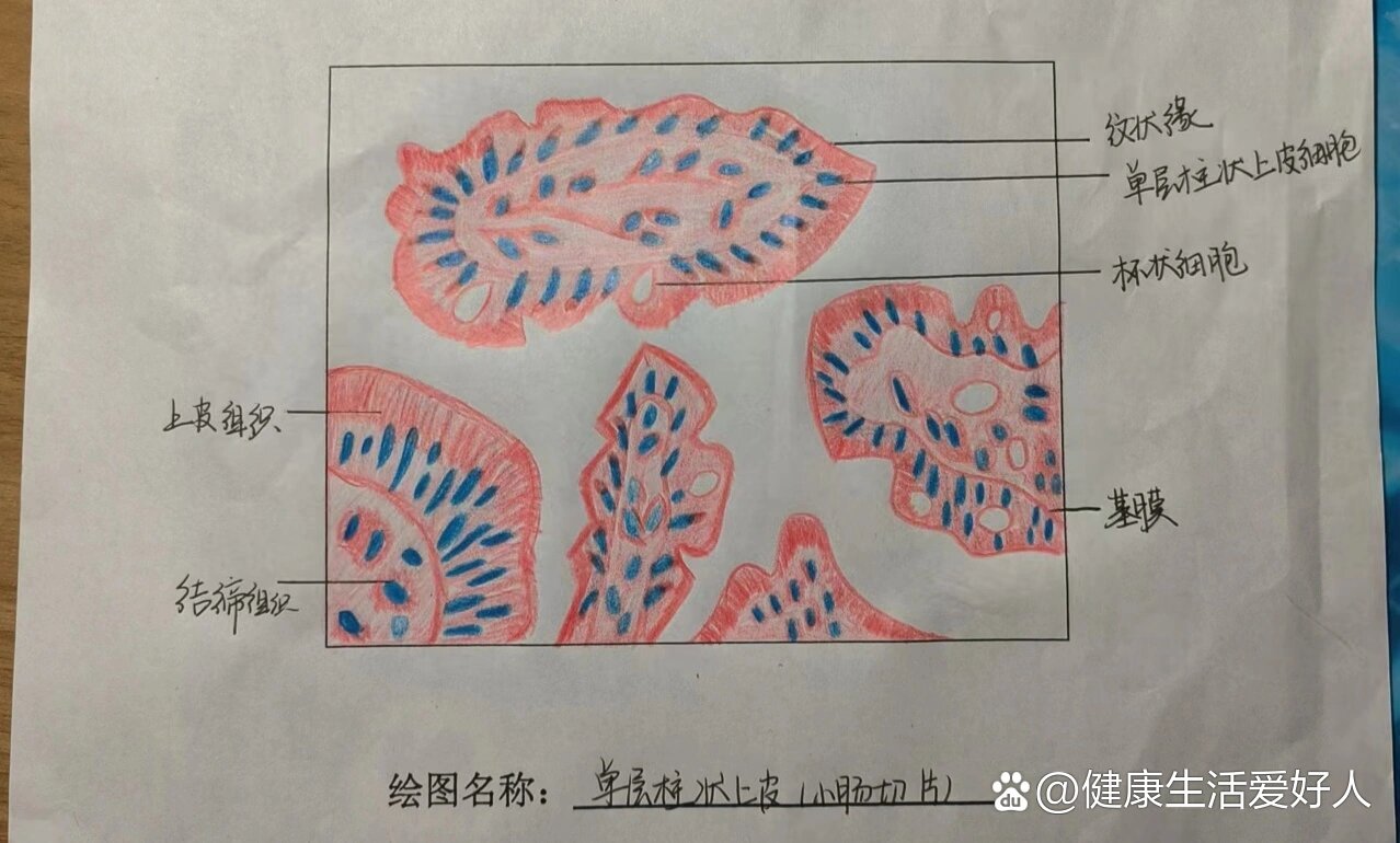 组织学与胚胎学