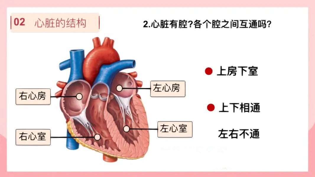 几张图帮你学会体循环和肺循环