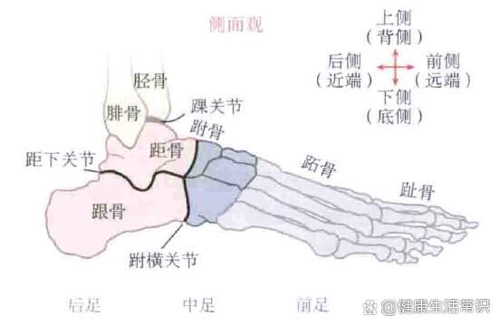 足舟骨突出怎么复位