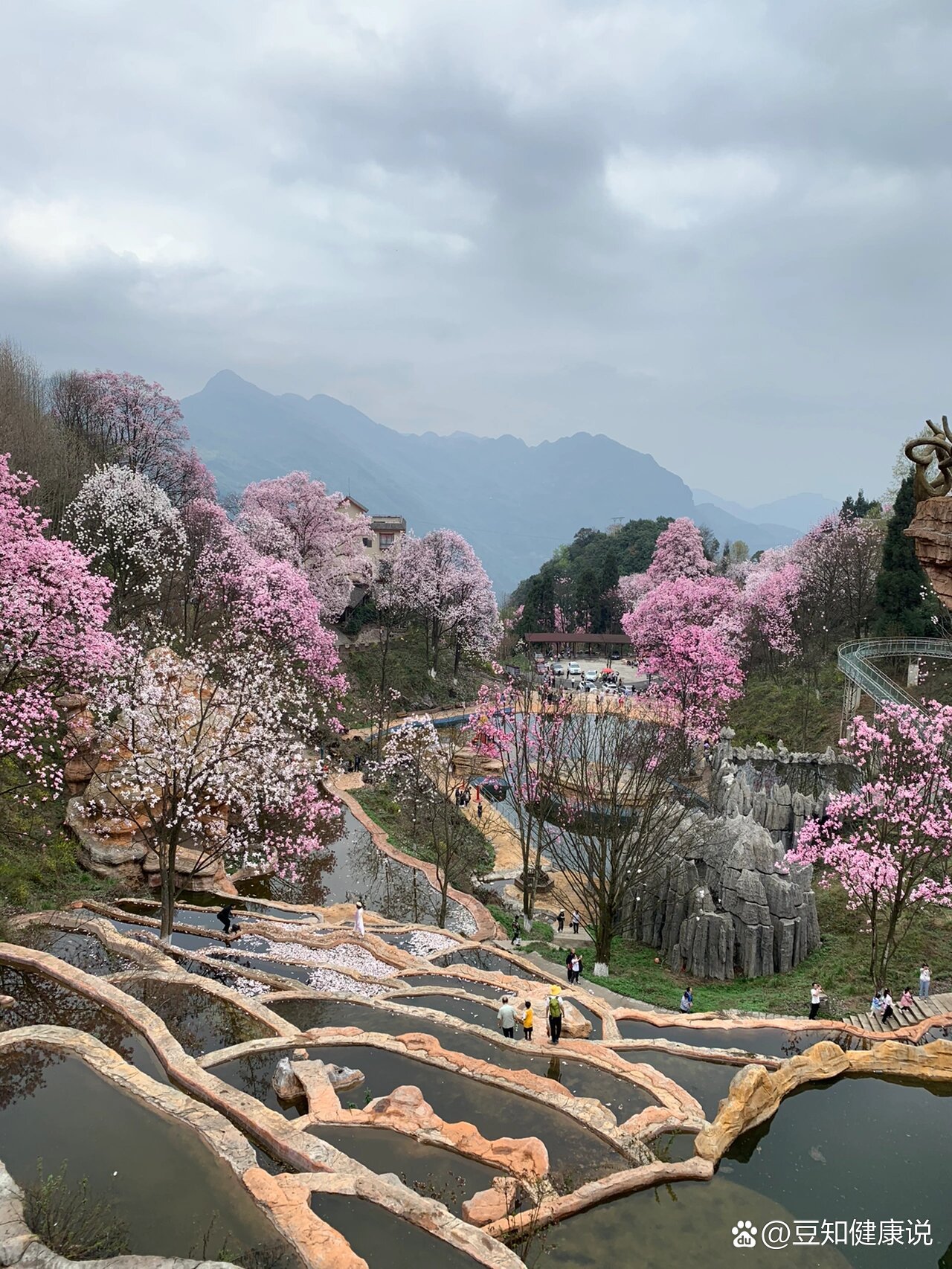 绵阳北川药王谷辛夷花也太美了吧