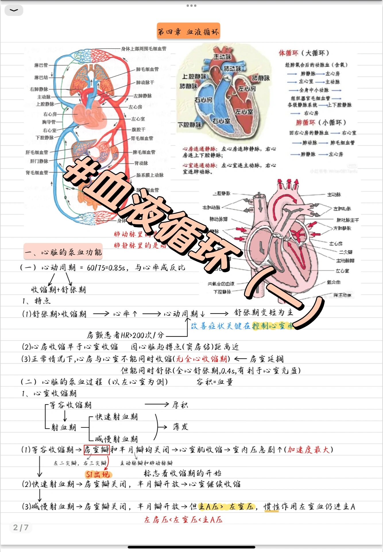 血液循环描述图片