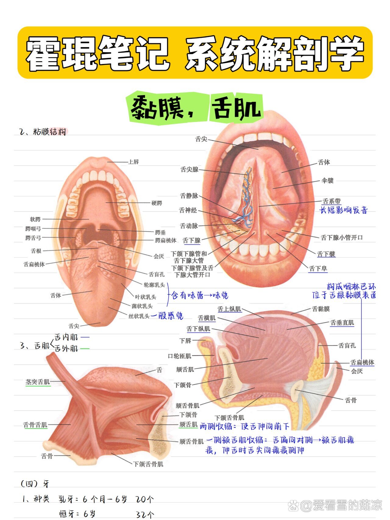 口腔粘膜解剖结构图片