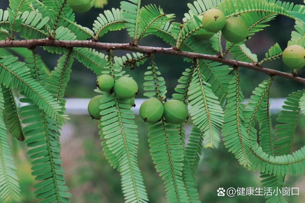 余甘子盆景图片