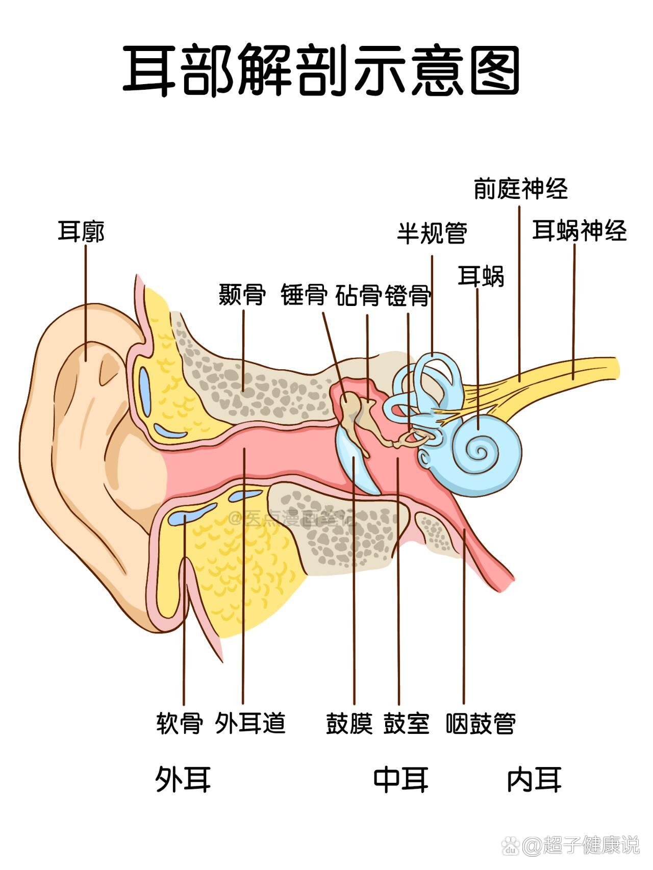 医学生笔记94耳部解剖示意图