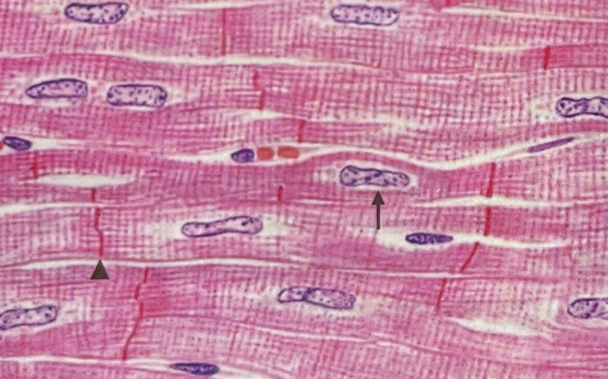 🔬心肌细胞超微结构详解