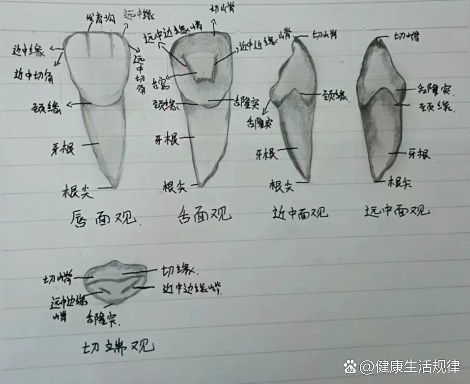 端面齿标准示意图图片