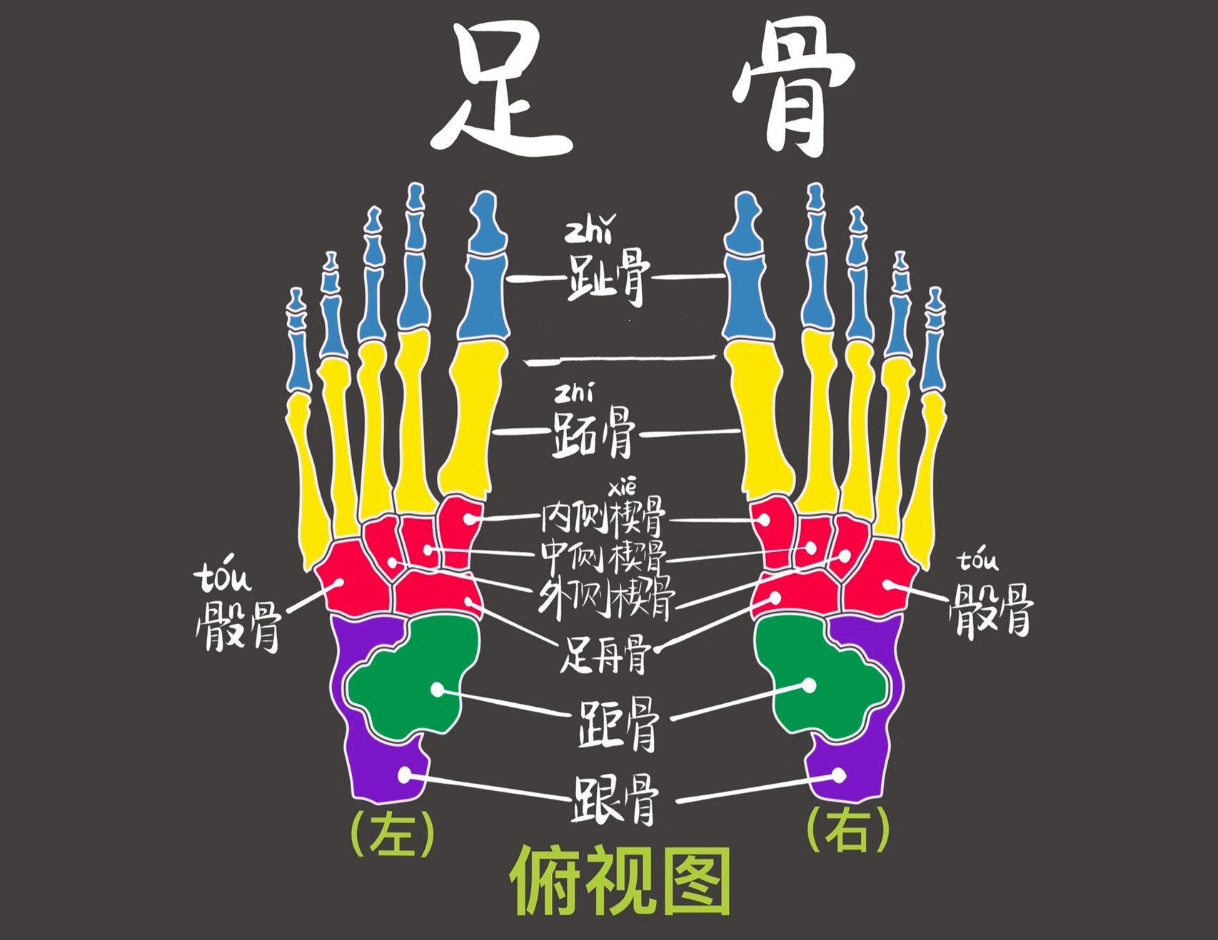 脚底骨头图图片