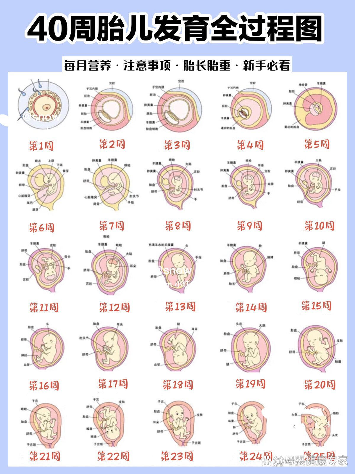 胎儿1到40周发育图片图片