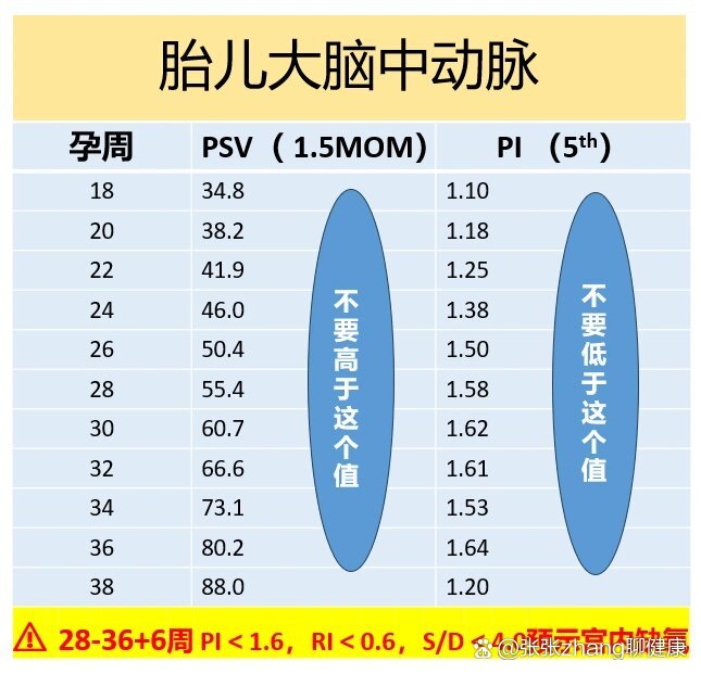②大脑中动脉 br>大脑中动脉(mca)是供应胎儿大脑半球最重要的血管,可