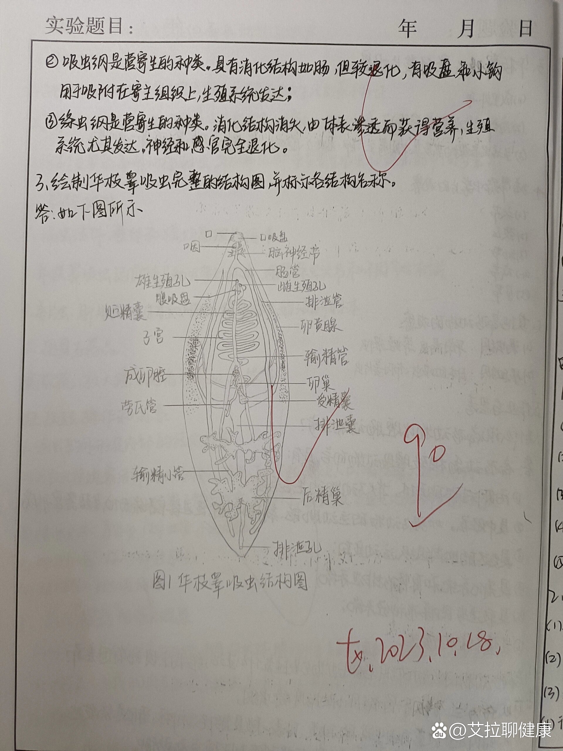 涡虫横切图 实验报告图片