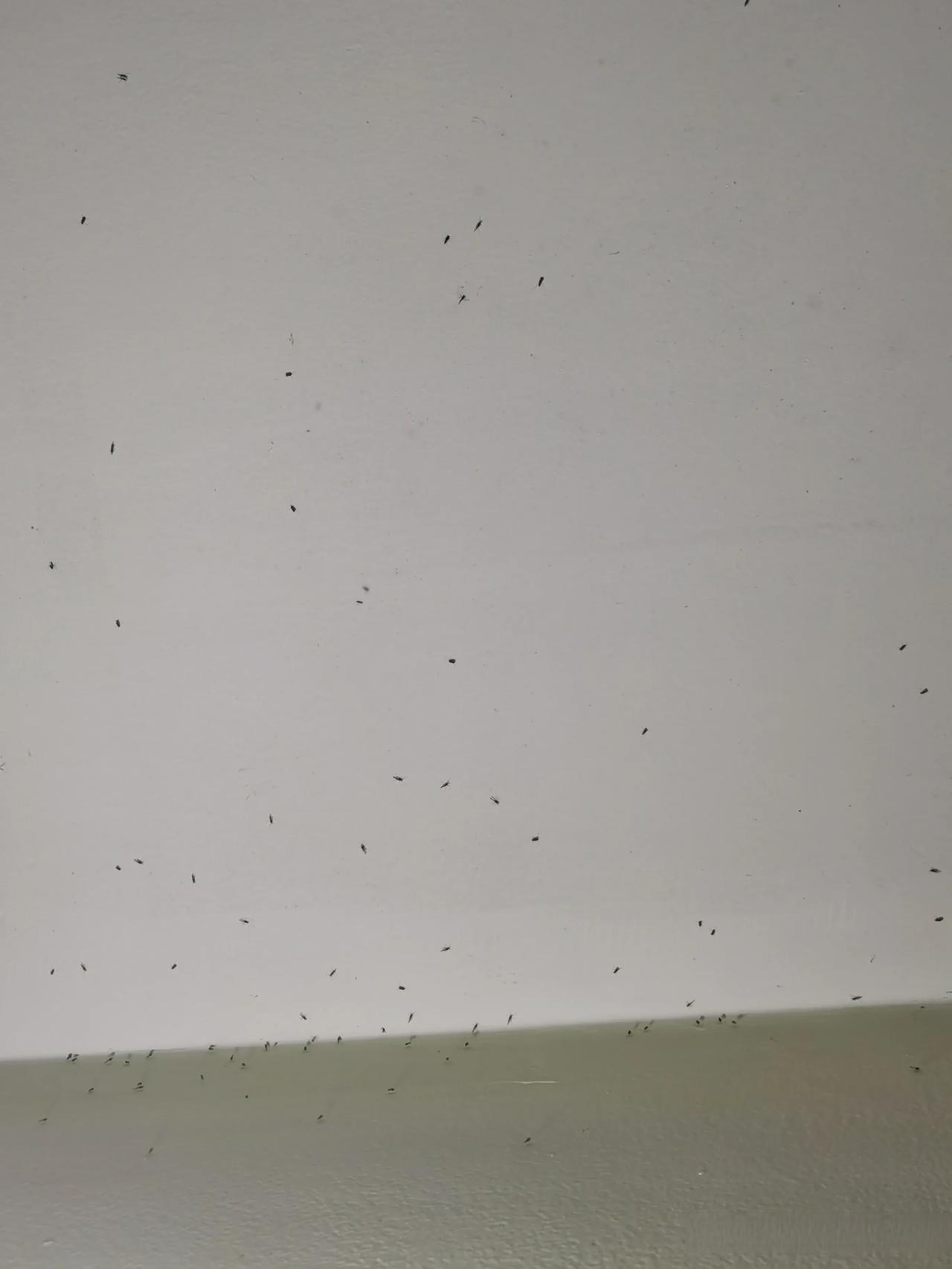 一到晚上这种类似蚊子的飞虫扎堆拿个电蚊拍噼里啪啦就像放鞭炮