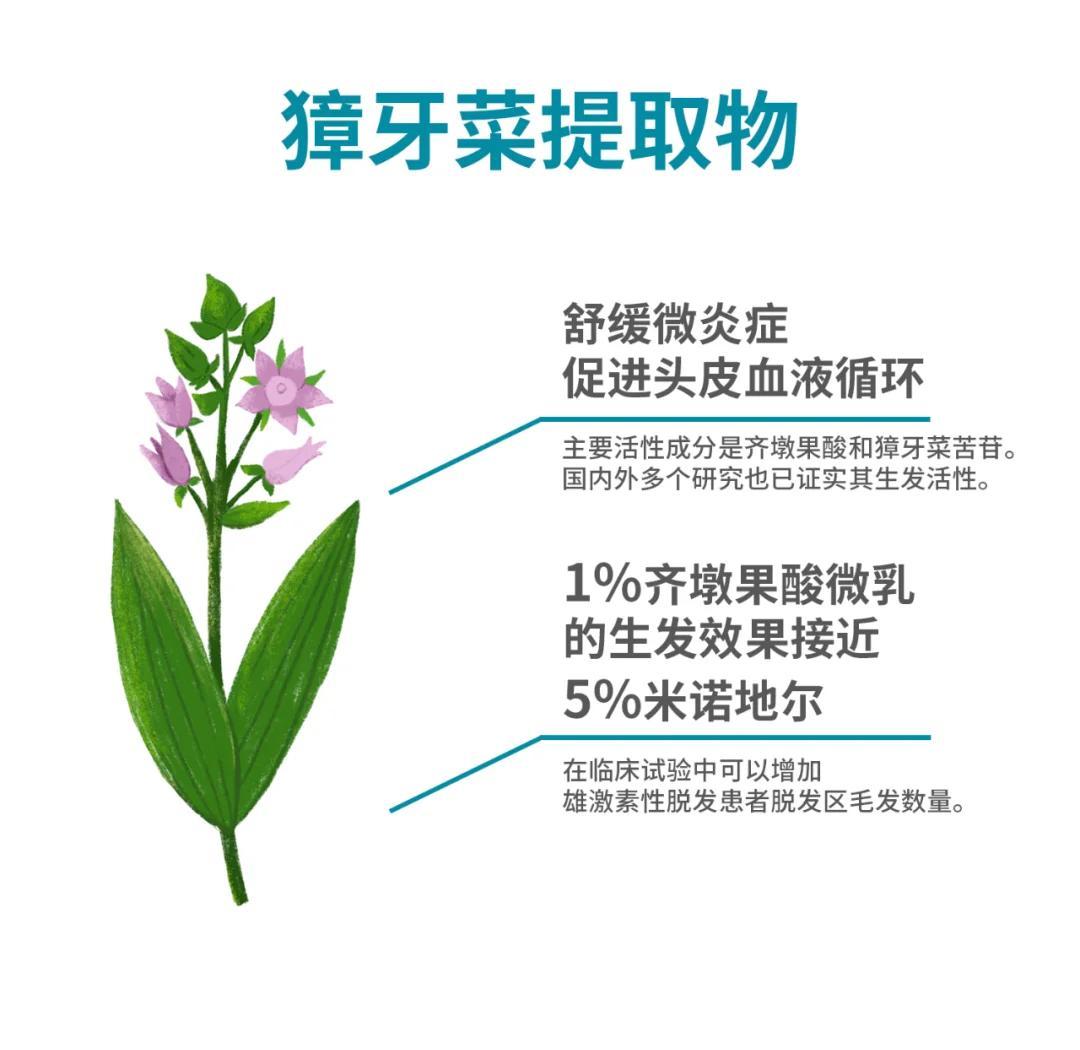 🌿獐牙菜提取物：天然防脱生发新选择🌿