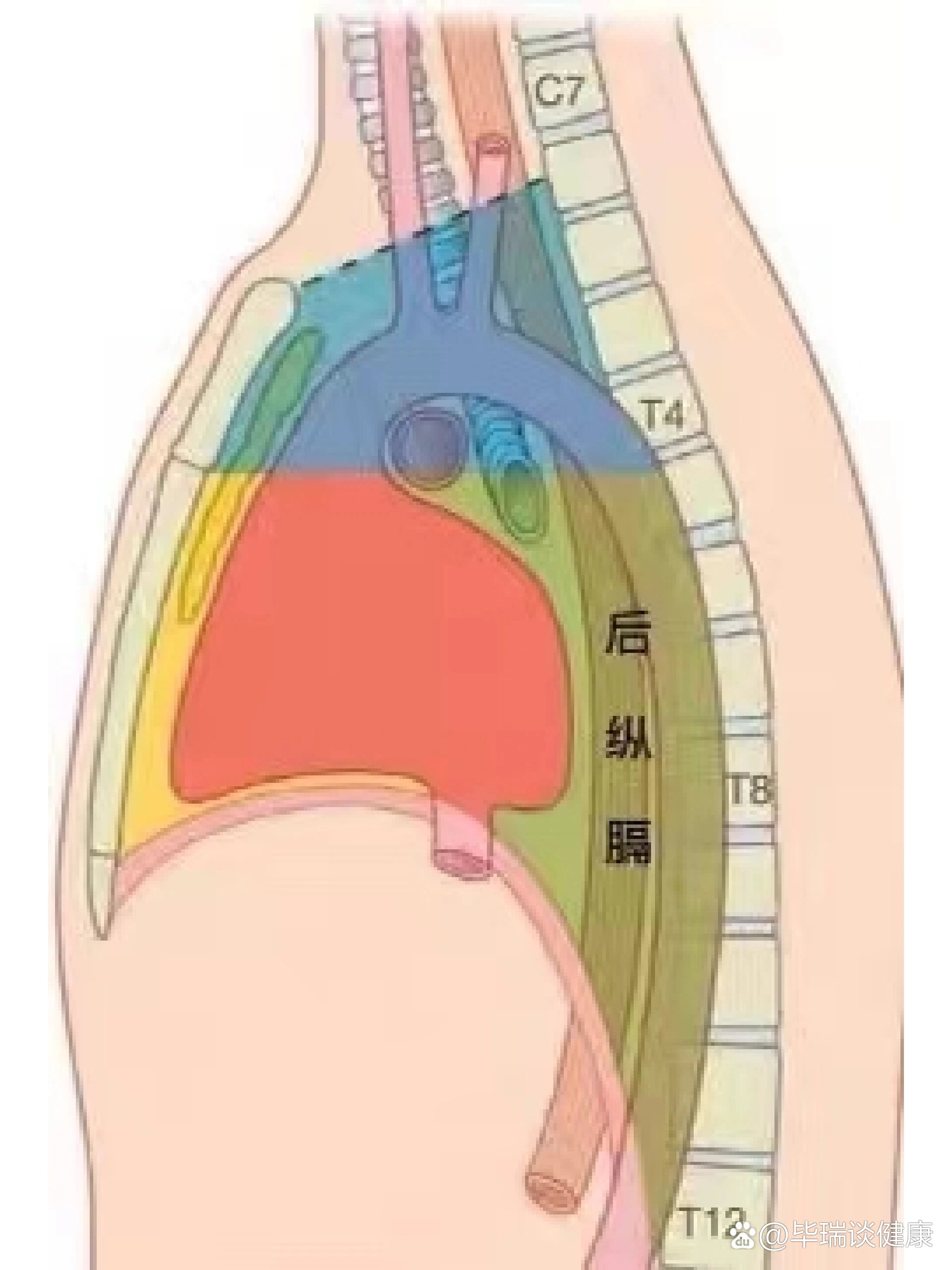 后纵膈图片