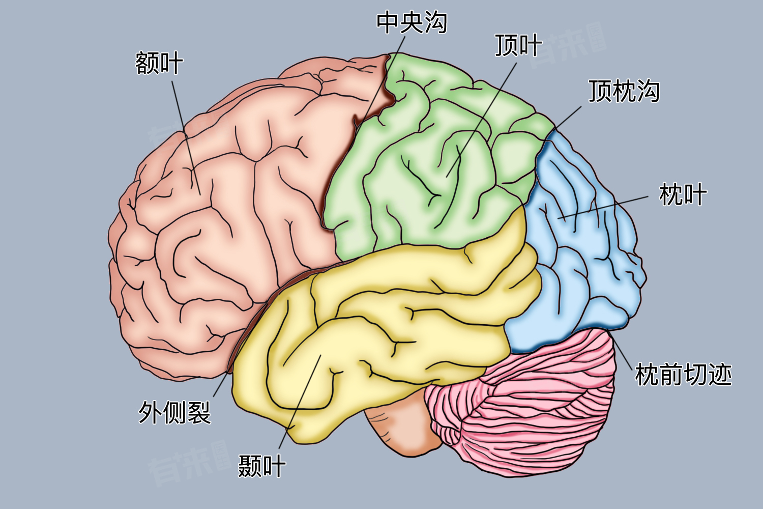 顶叶的功能和作用