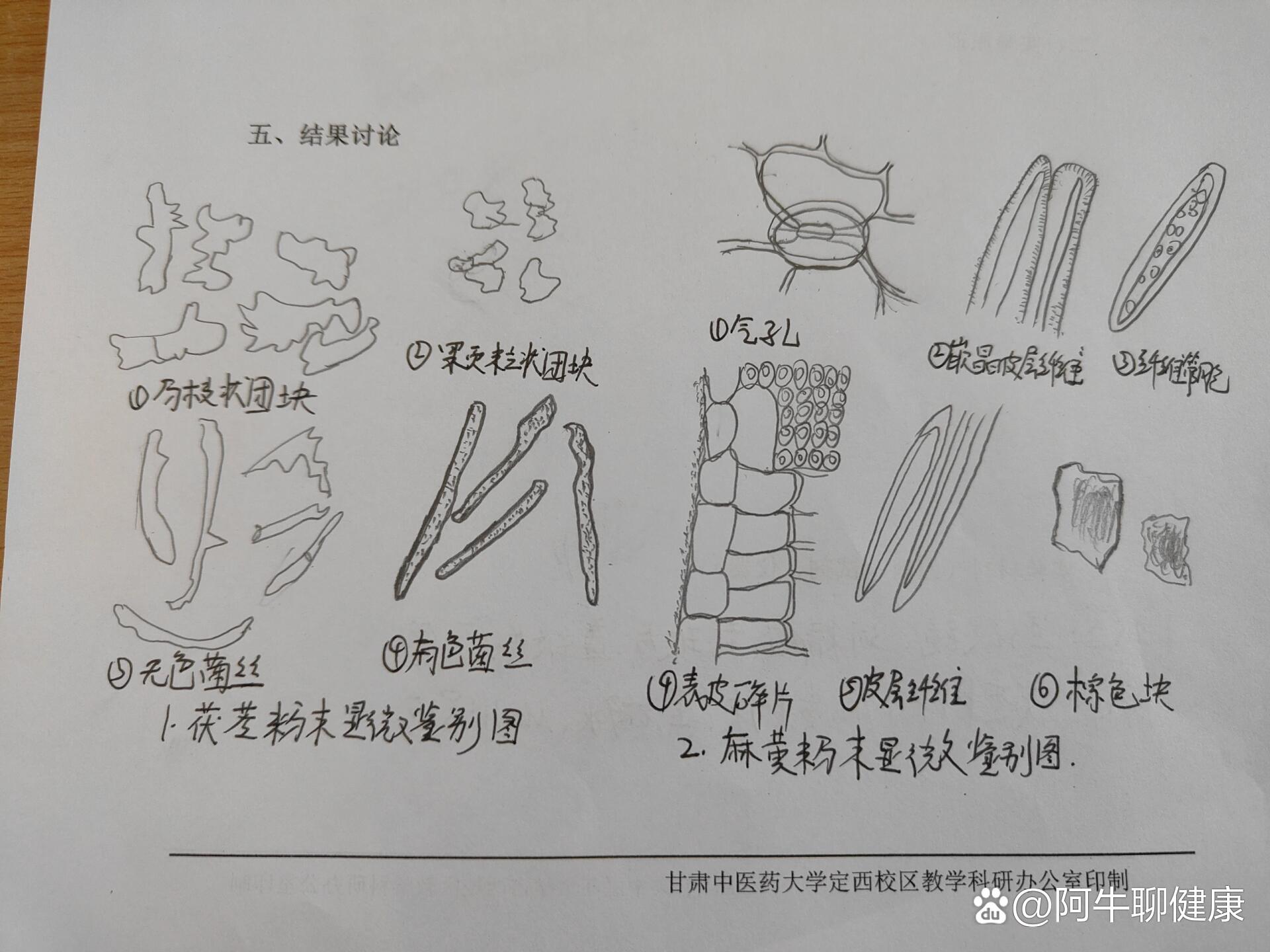 茯苓显微图片